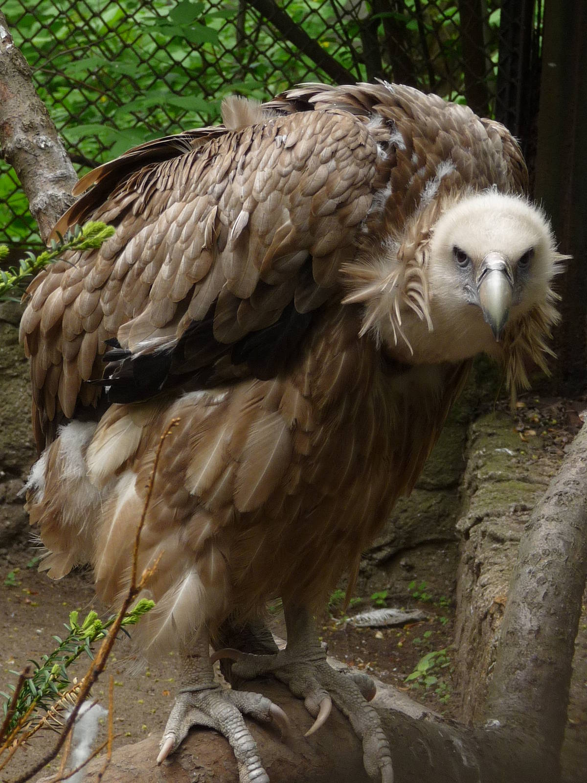 Griffon Vulture