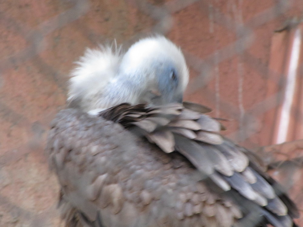 griffon Vulture