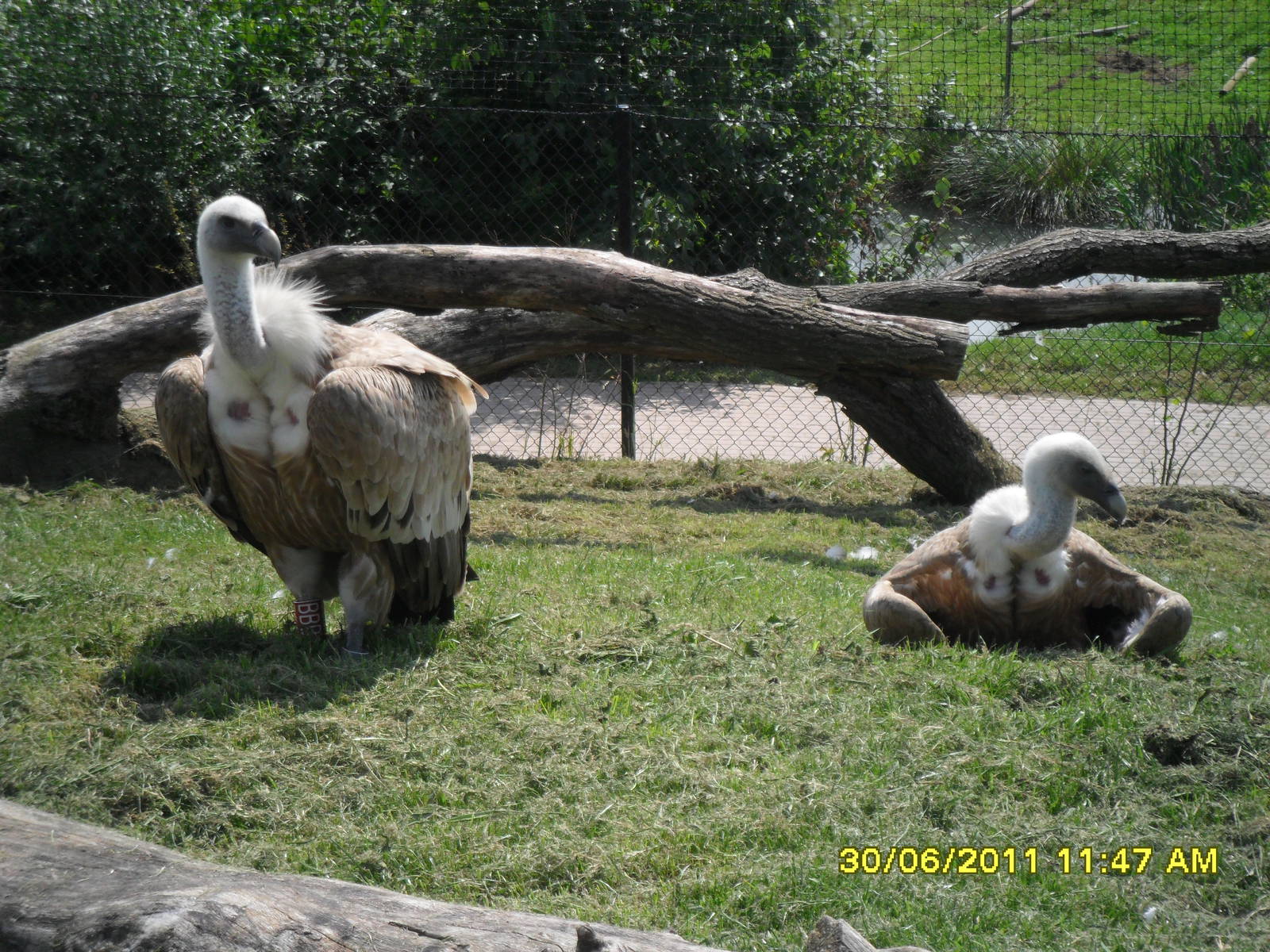 Griffon Vulture