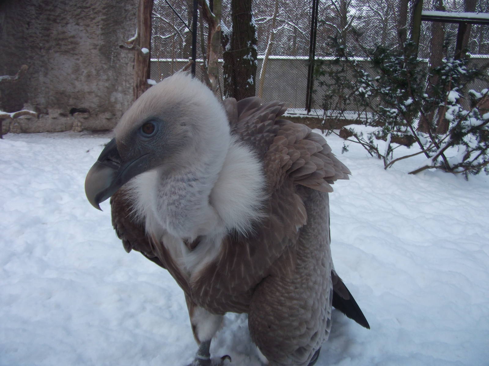 Griffon Vulture