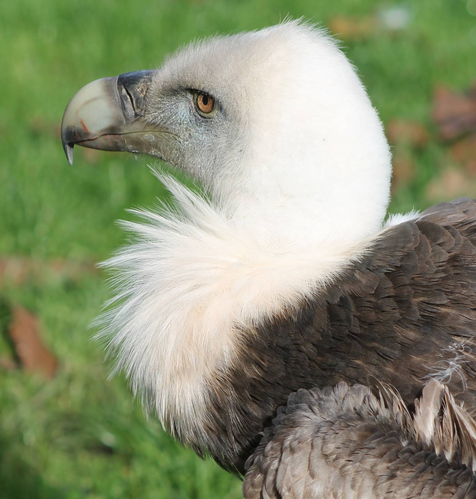 Griffon vulture
