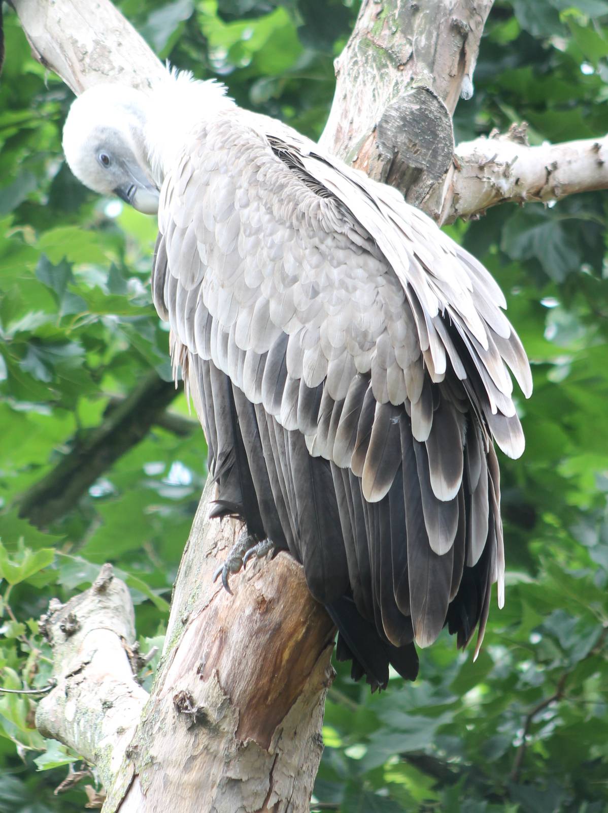 Griffon vulture