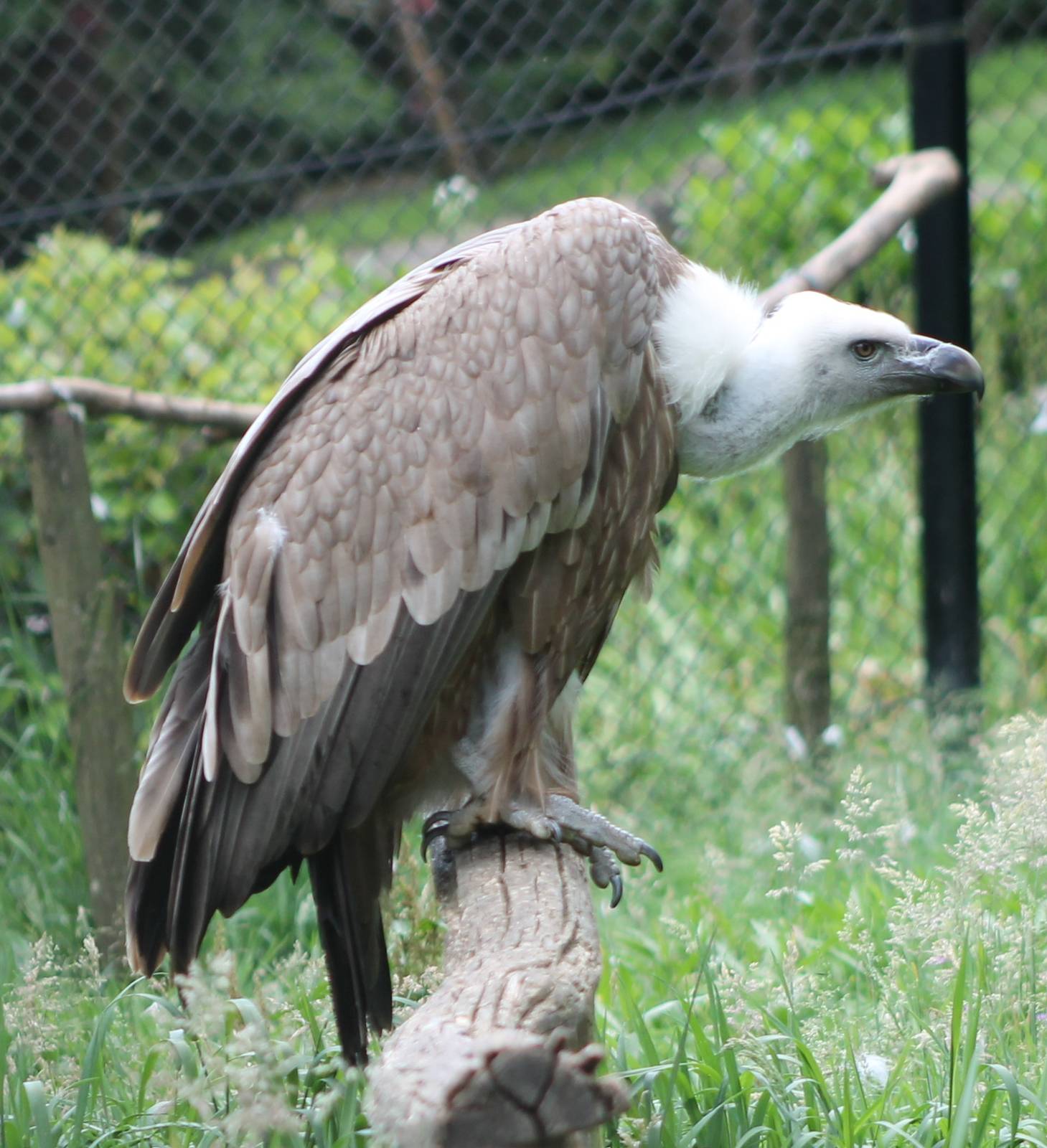 Griffon vulture