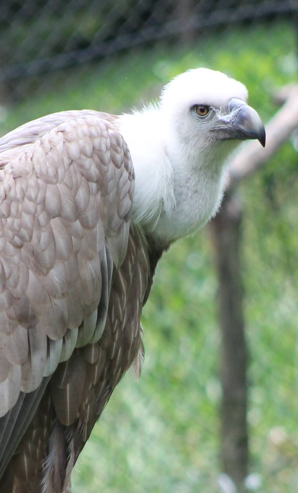 Griffon vulture