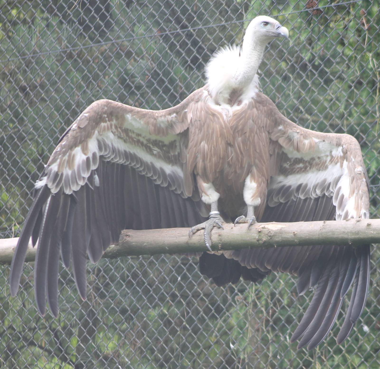 Griffon vulture