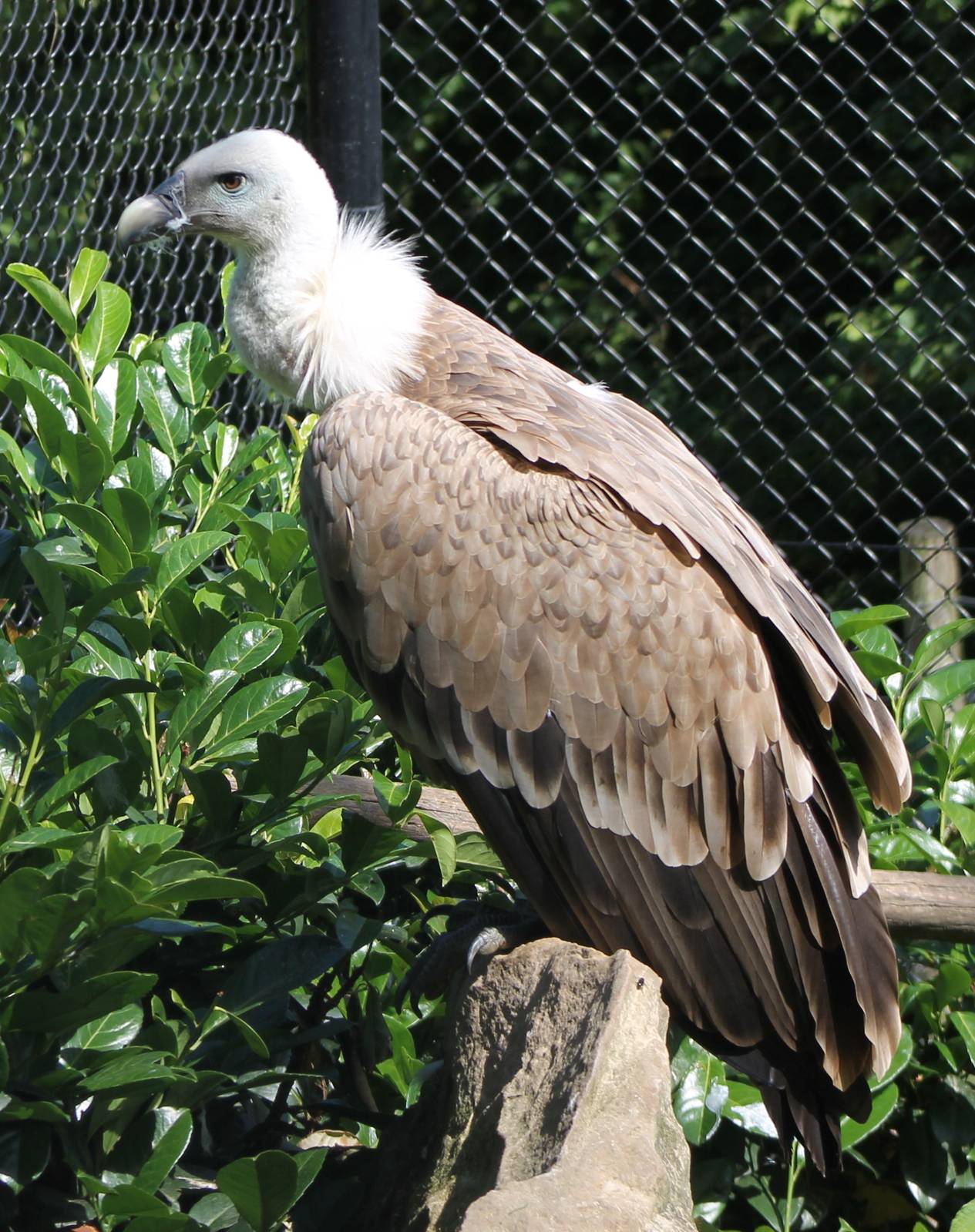 Griffon vulture