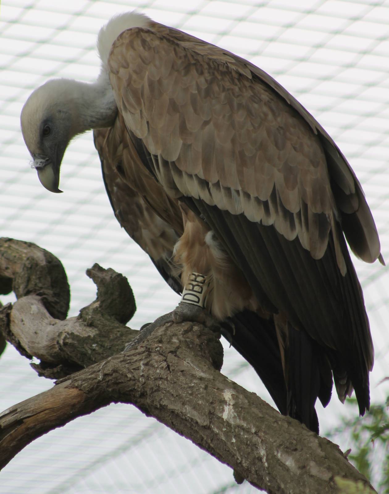 Griffon vulture