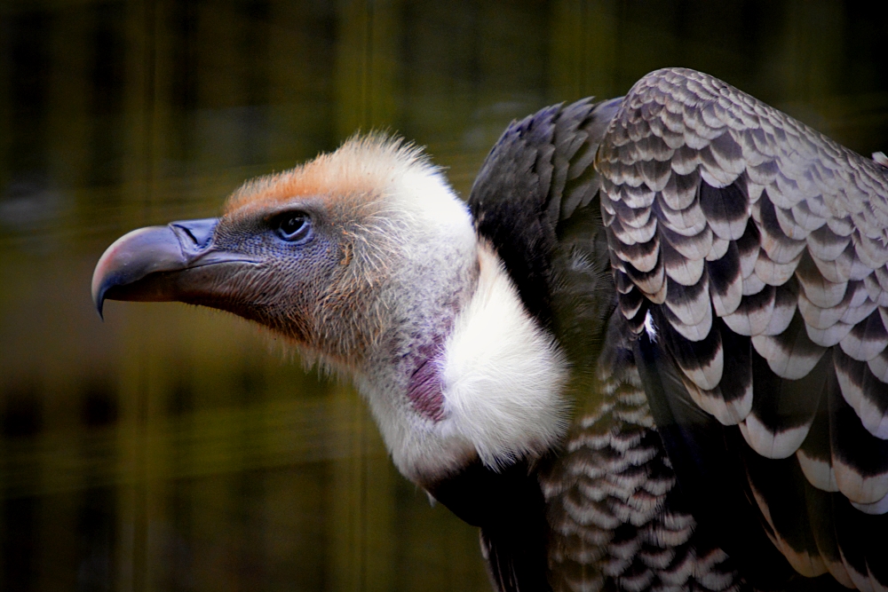 Griffon Vulture