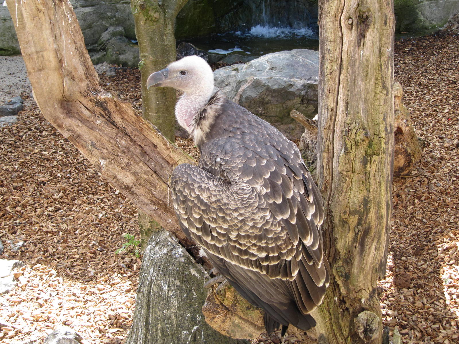 Griffon Vulture