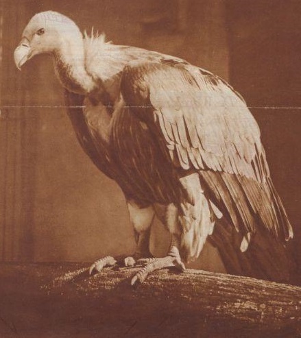 Griffon vulture