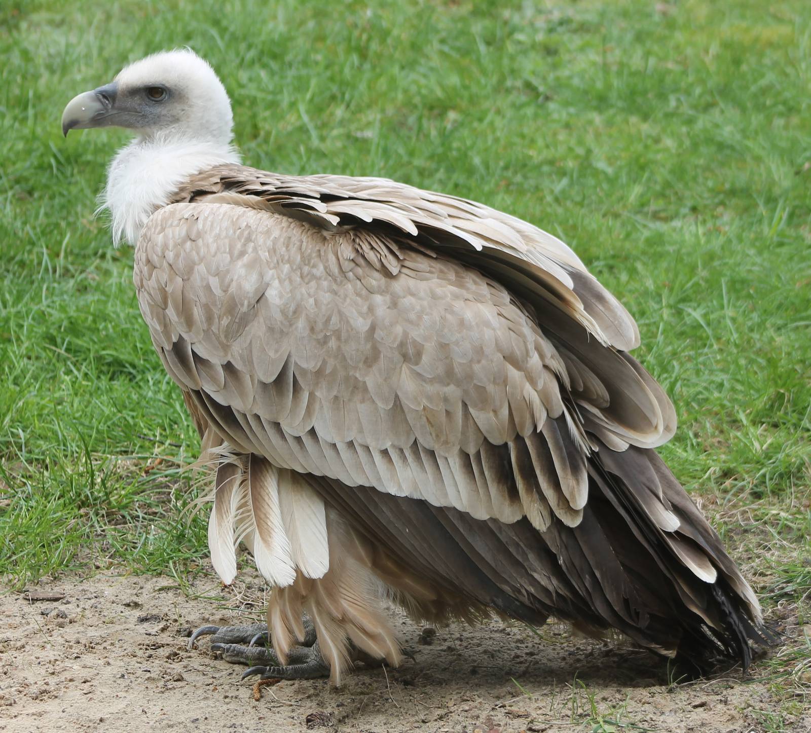 Griffon vulture