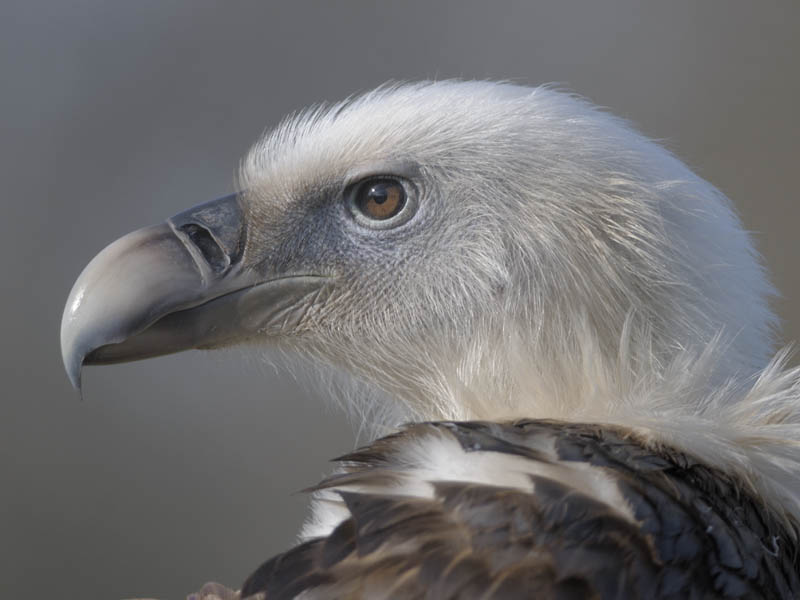 Griffon vulture