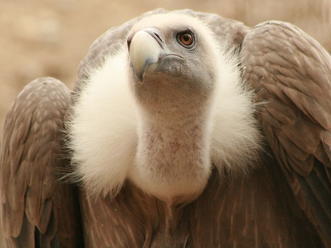 Griffon Vulture