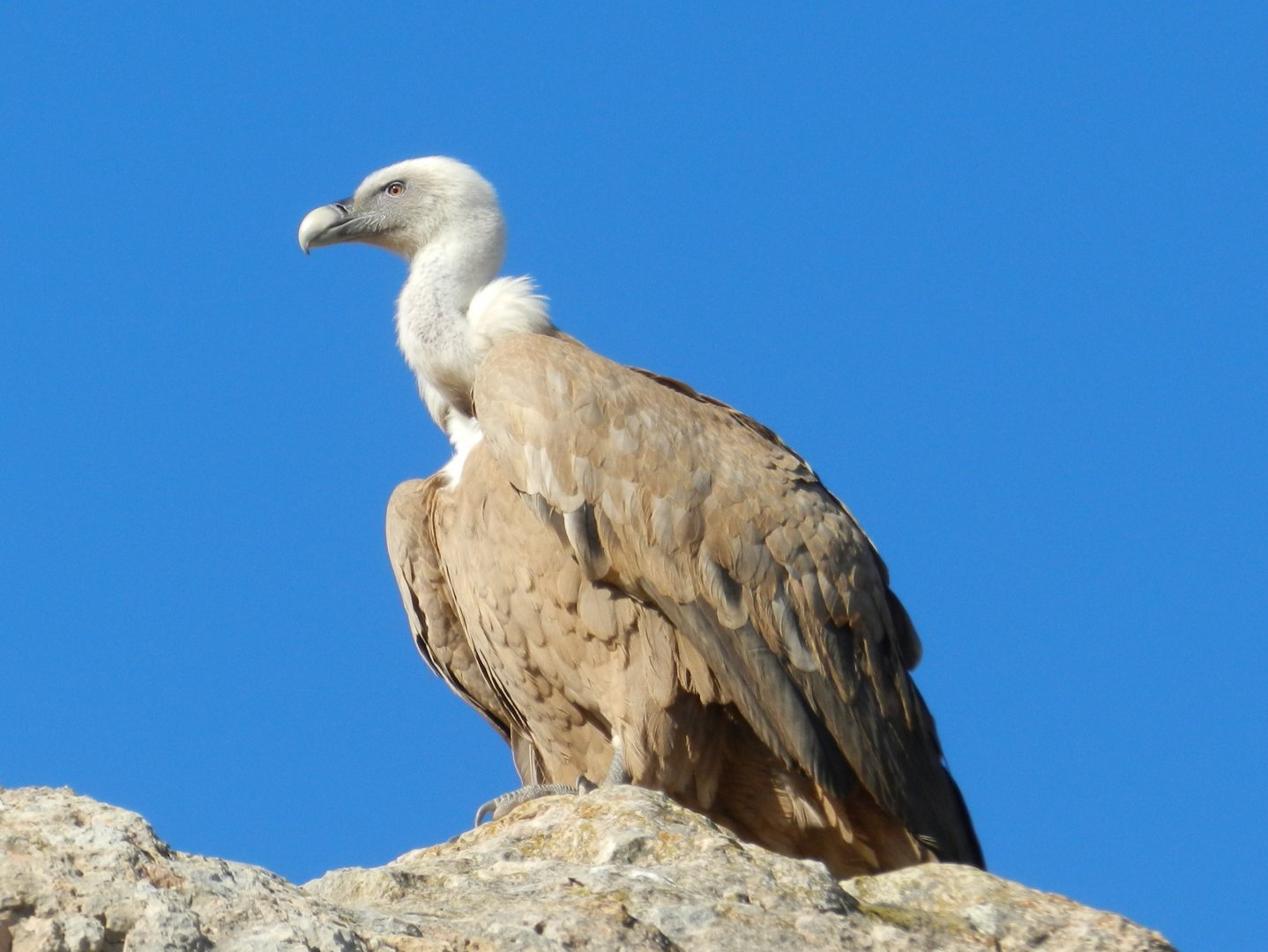 Griffon Vulture