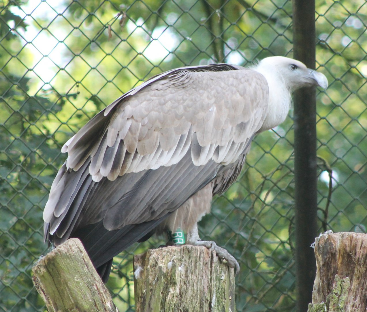 Griffon vulture