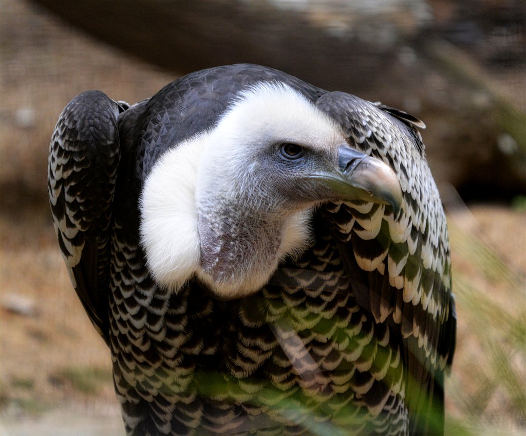 Griffon Vulture