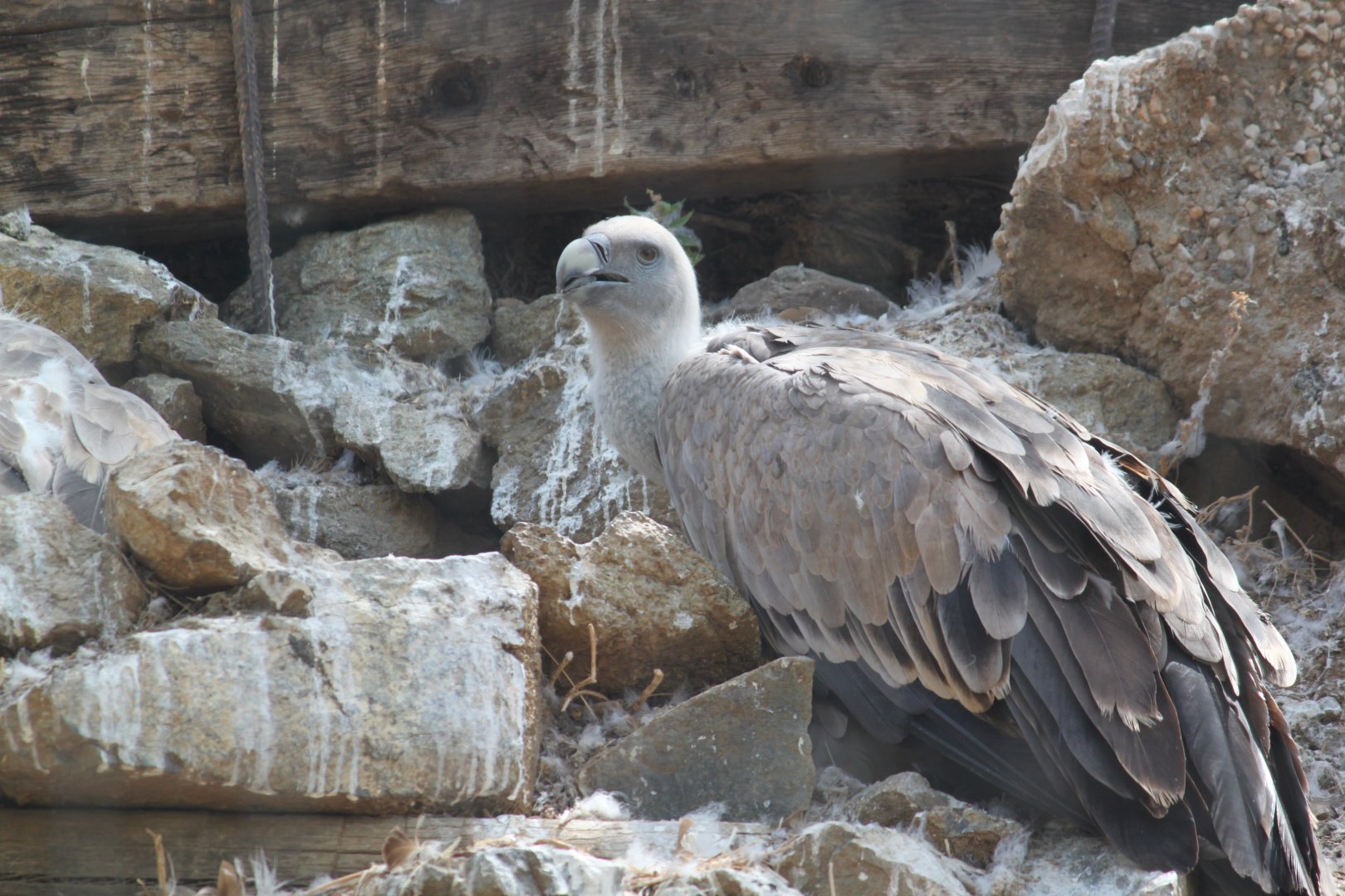 Griffon vulture