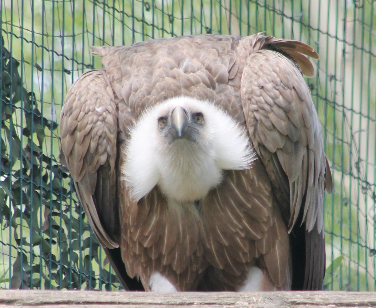 Griffon vulture
