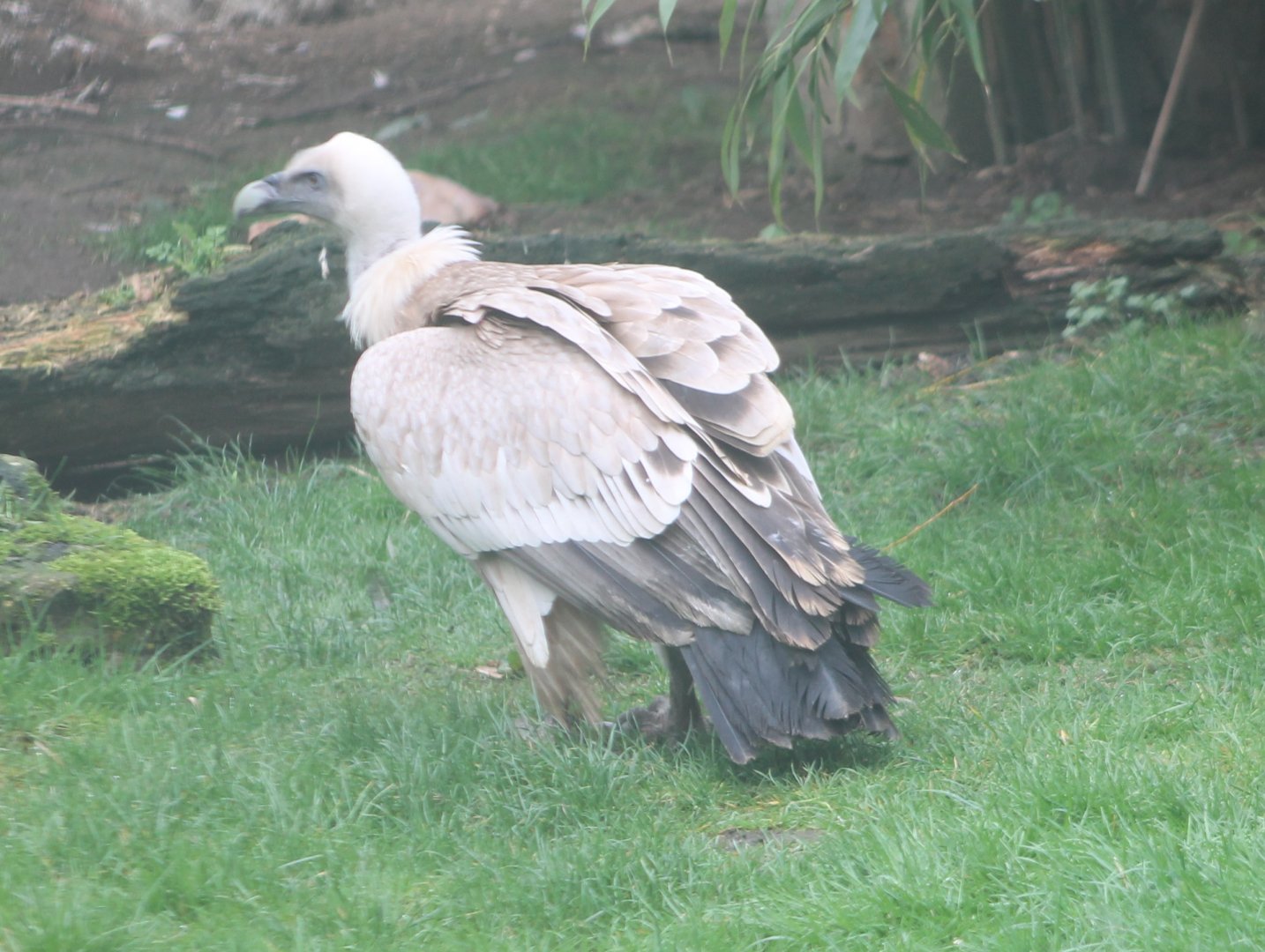 Griffon vulture
