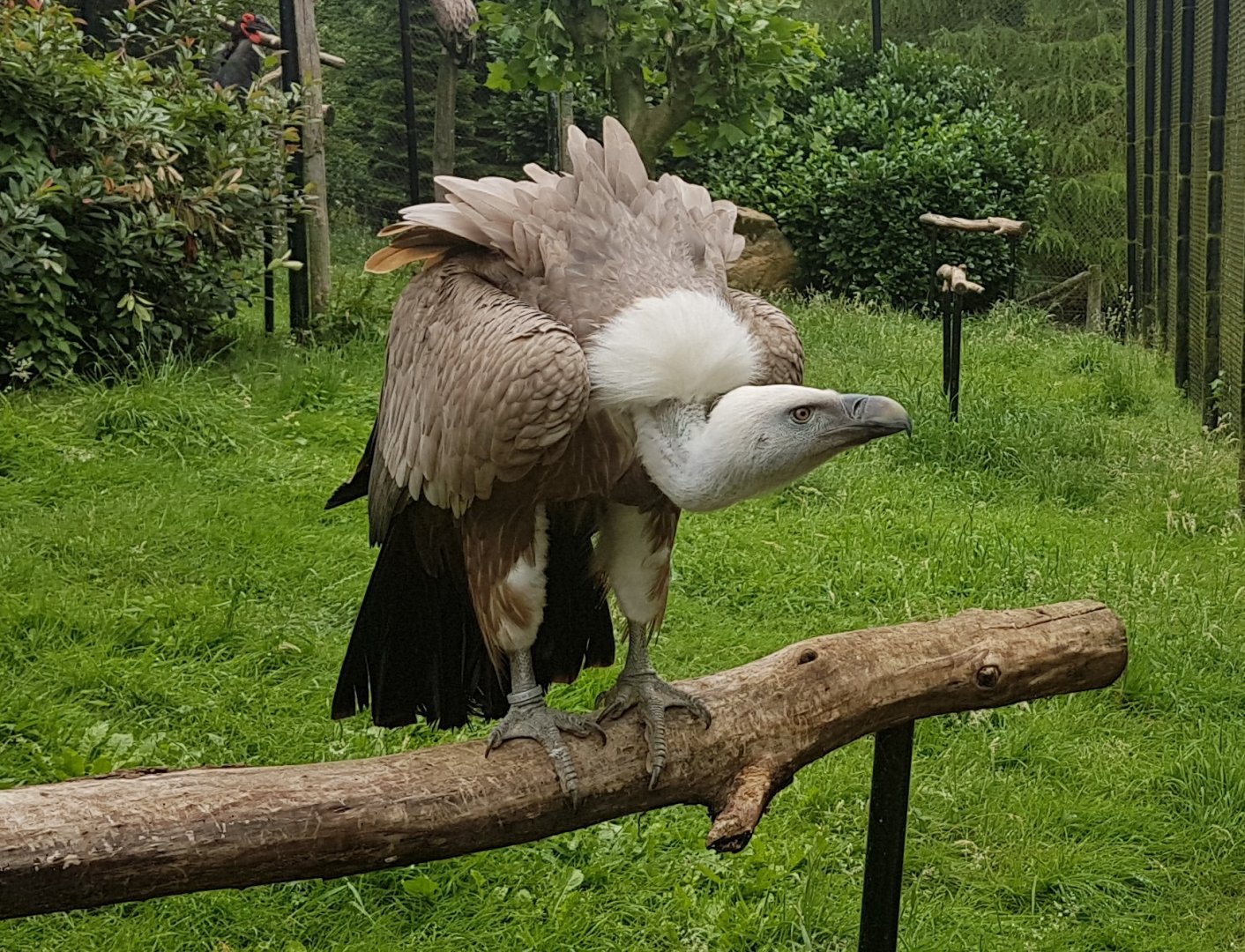 Griffon vulture