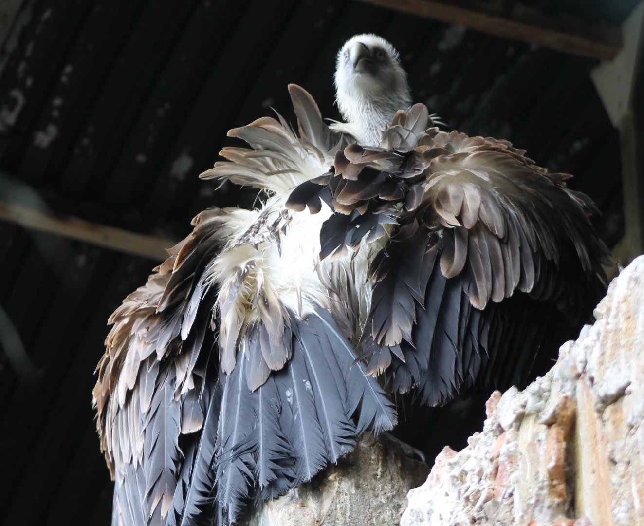 Griffon vulture