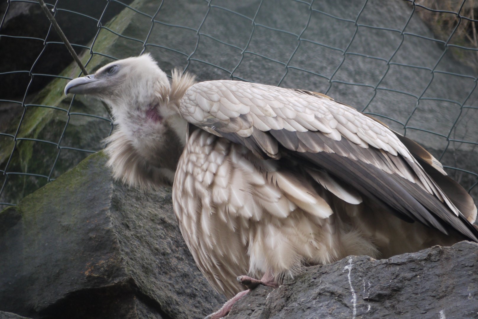 Griffon Vulture