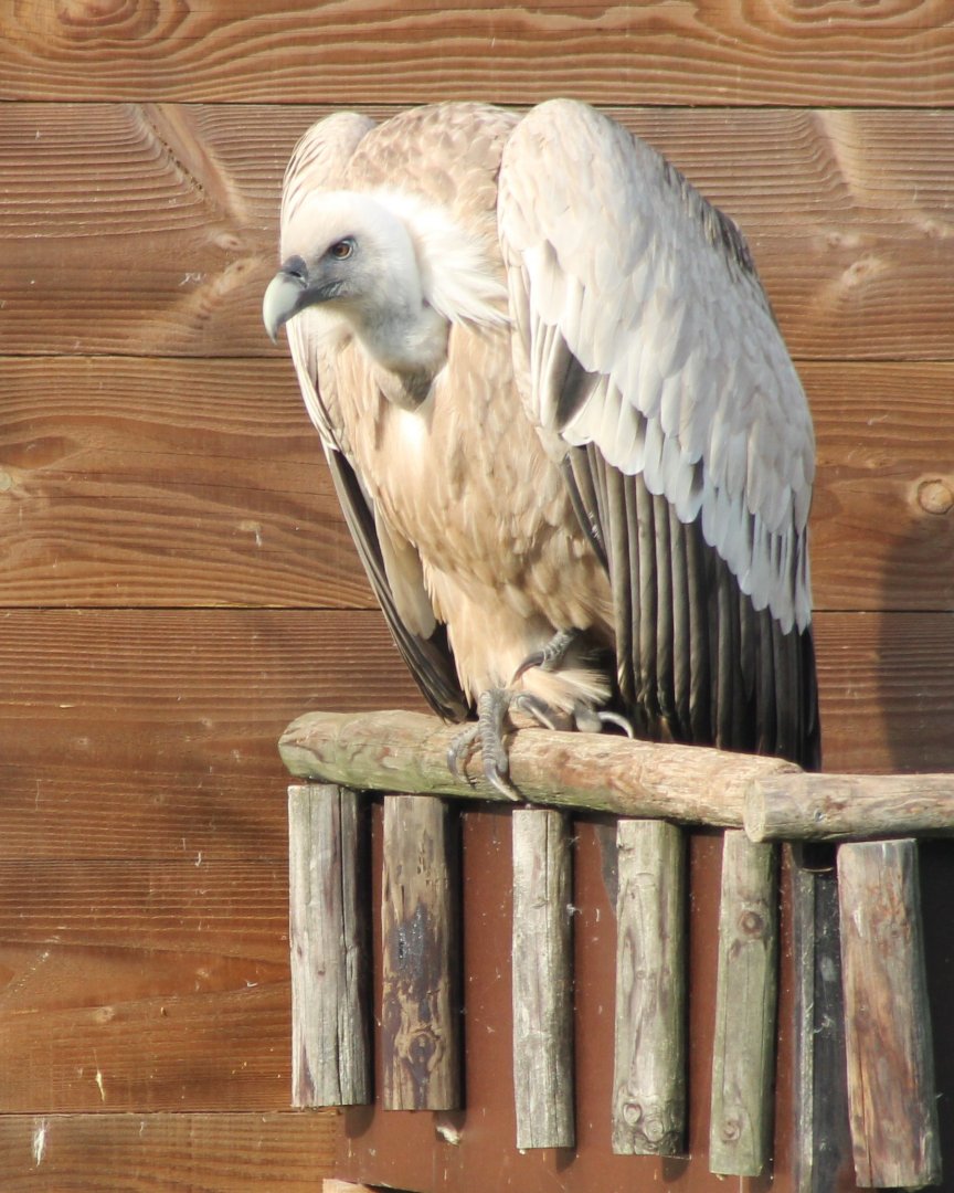 Griffon vulture