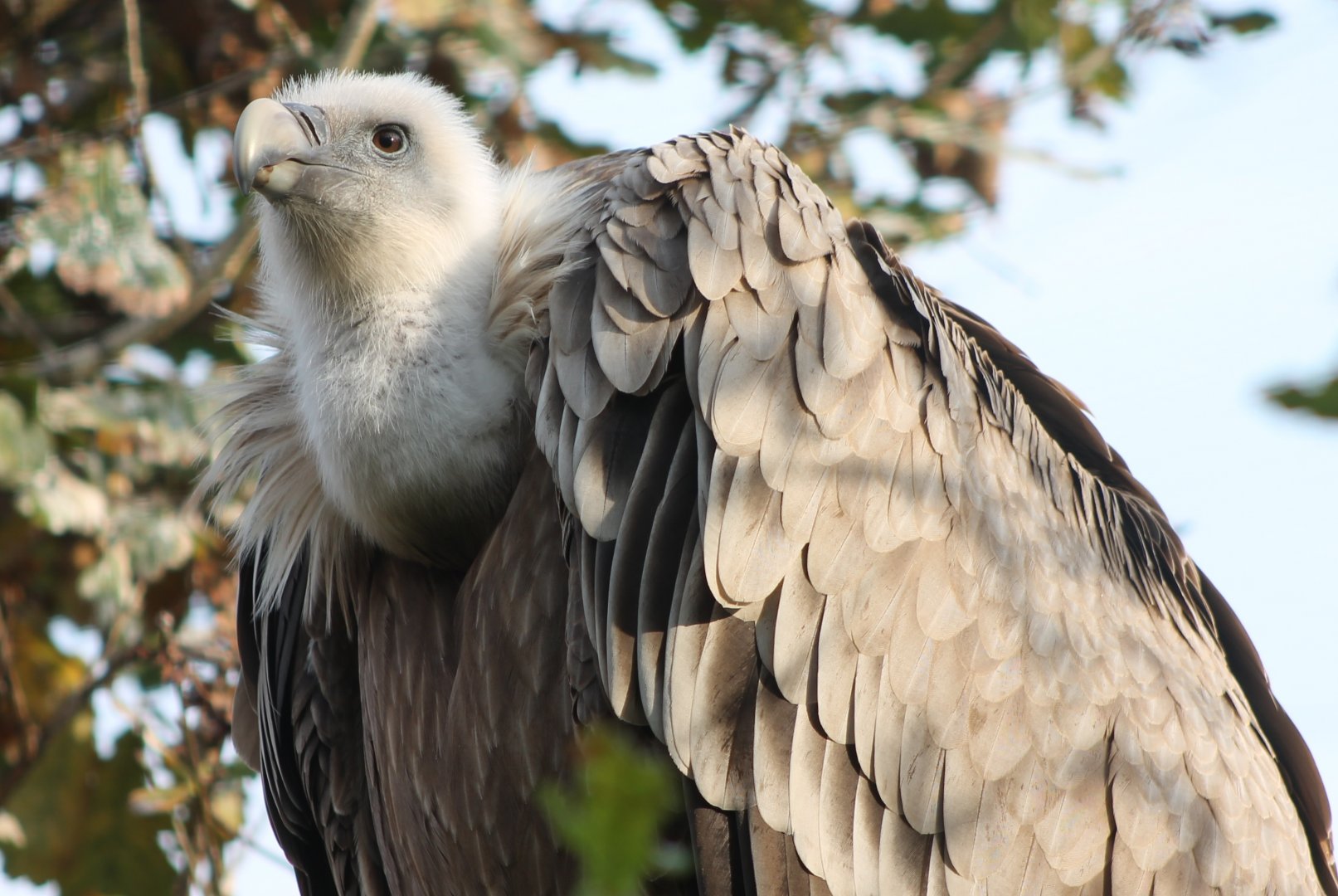 Griffon vulture