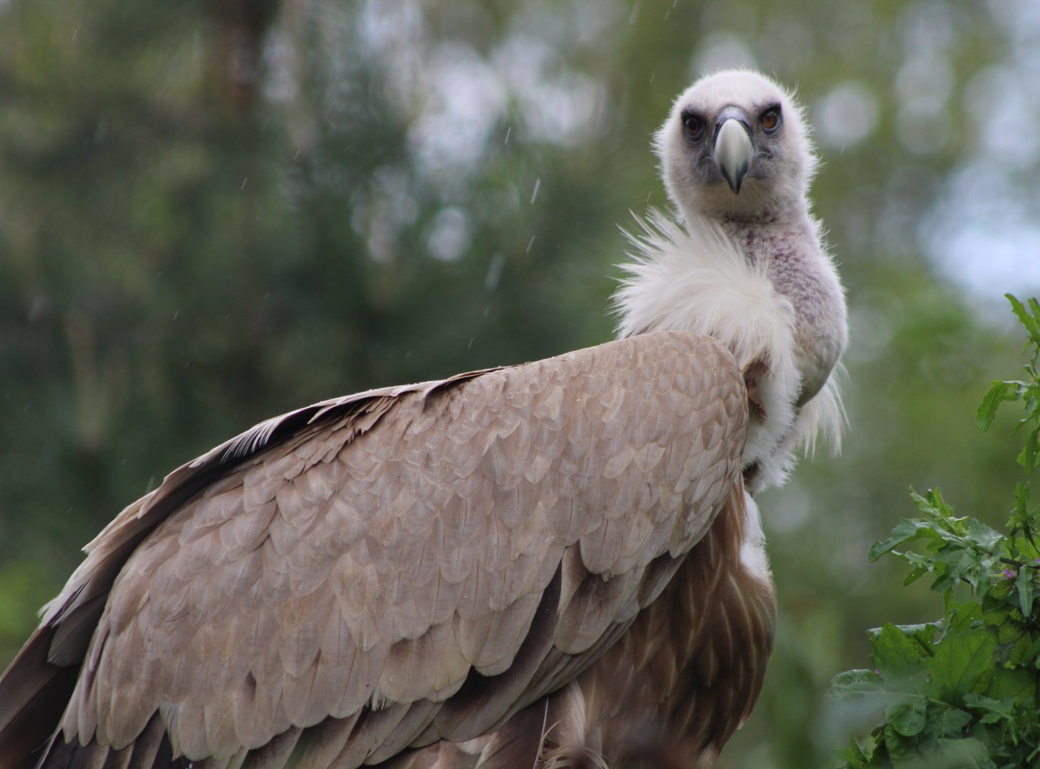 Griffon vulture