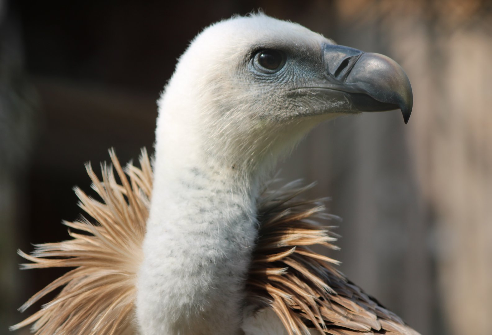 Griffon vulture