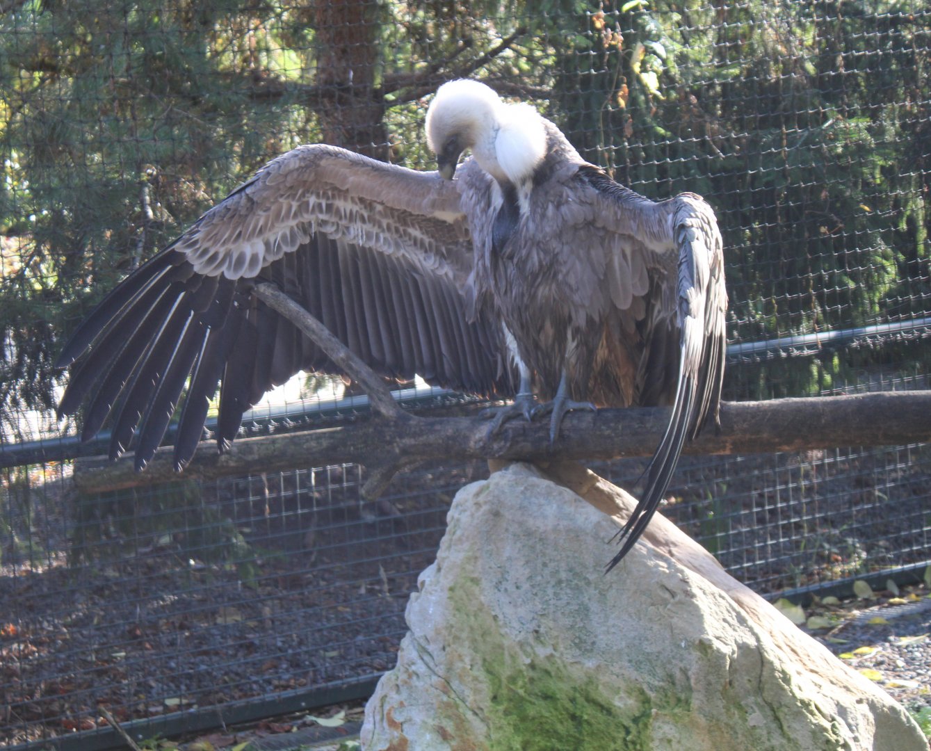 Griffon vulture