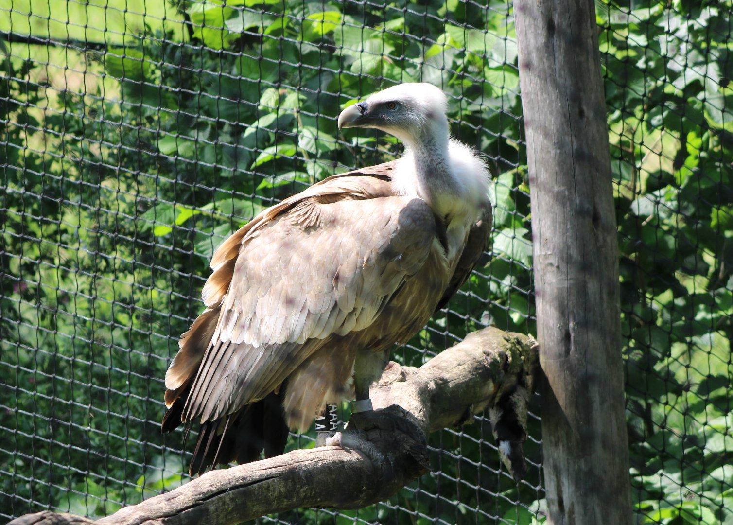 Griffon vulture