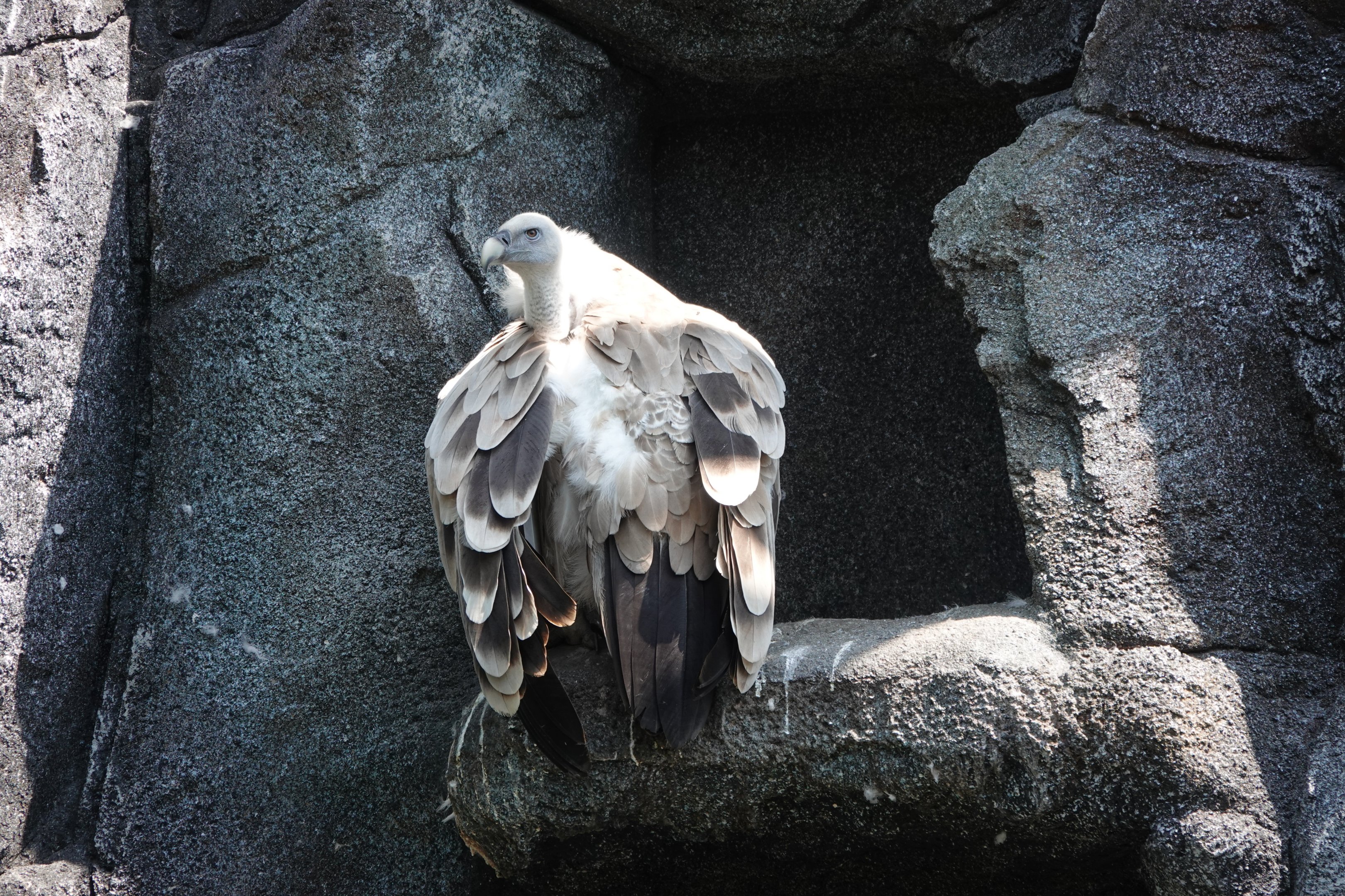 Griffon vulture