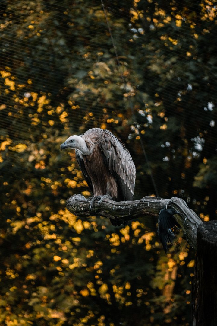 Griffon Vulture