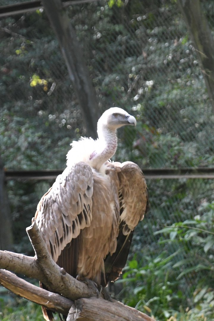 Griffon Vulture