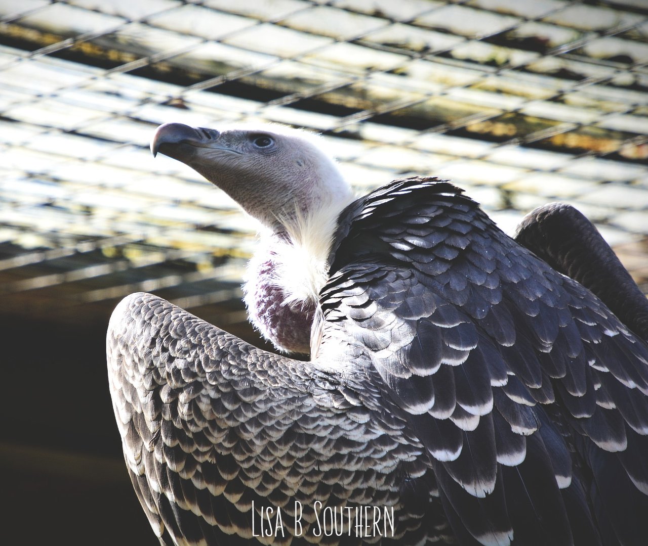 griffon vulture