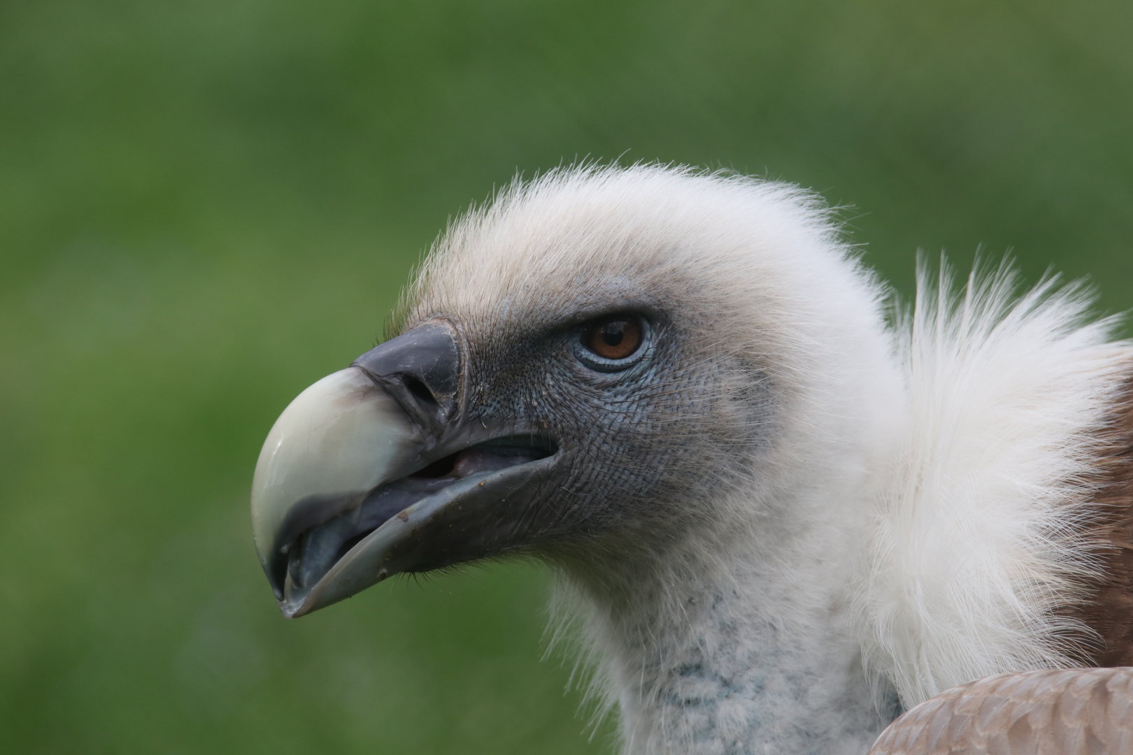 Griffon vulture
