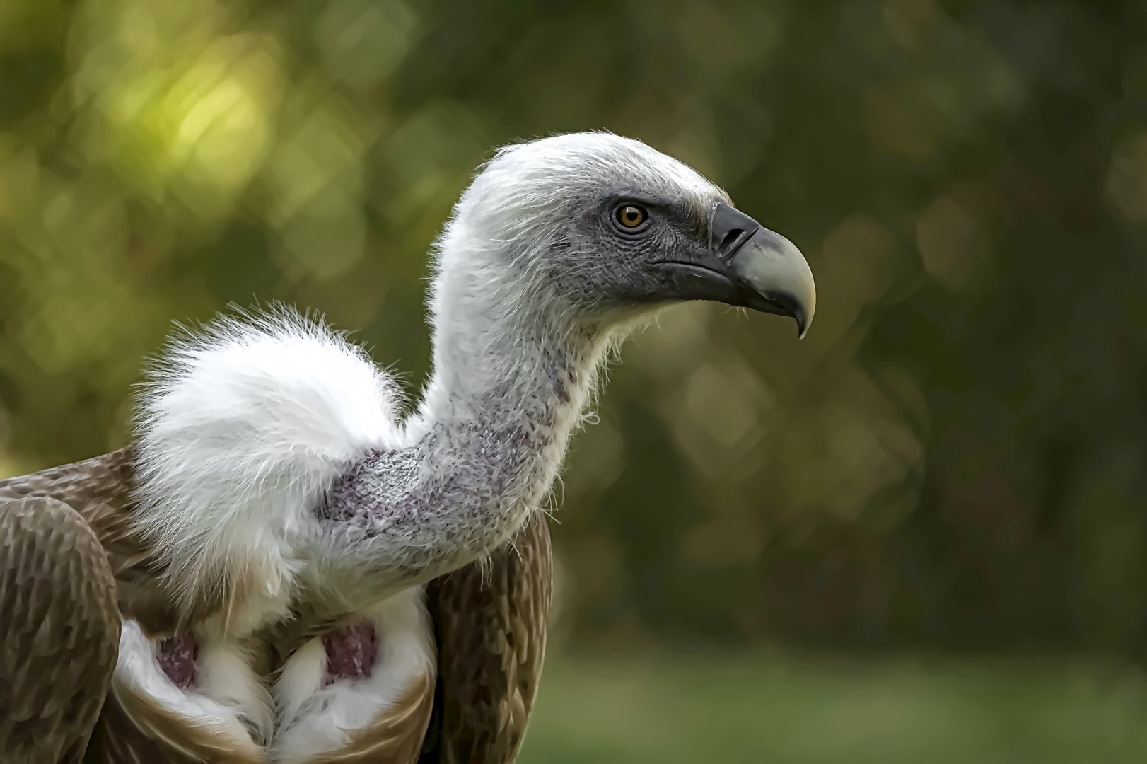 Griffon vulture