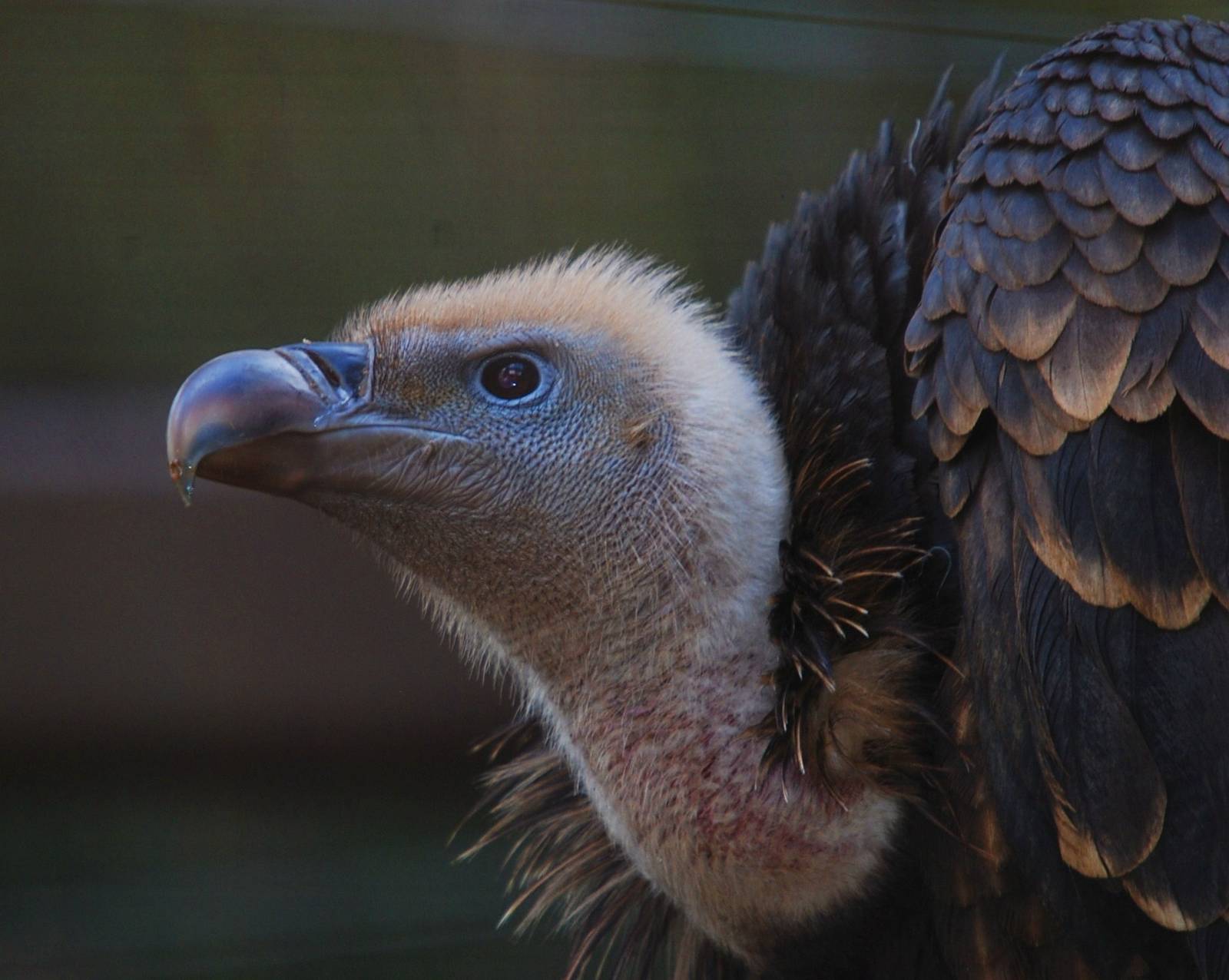 Griffon Vulture