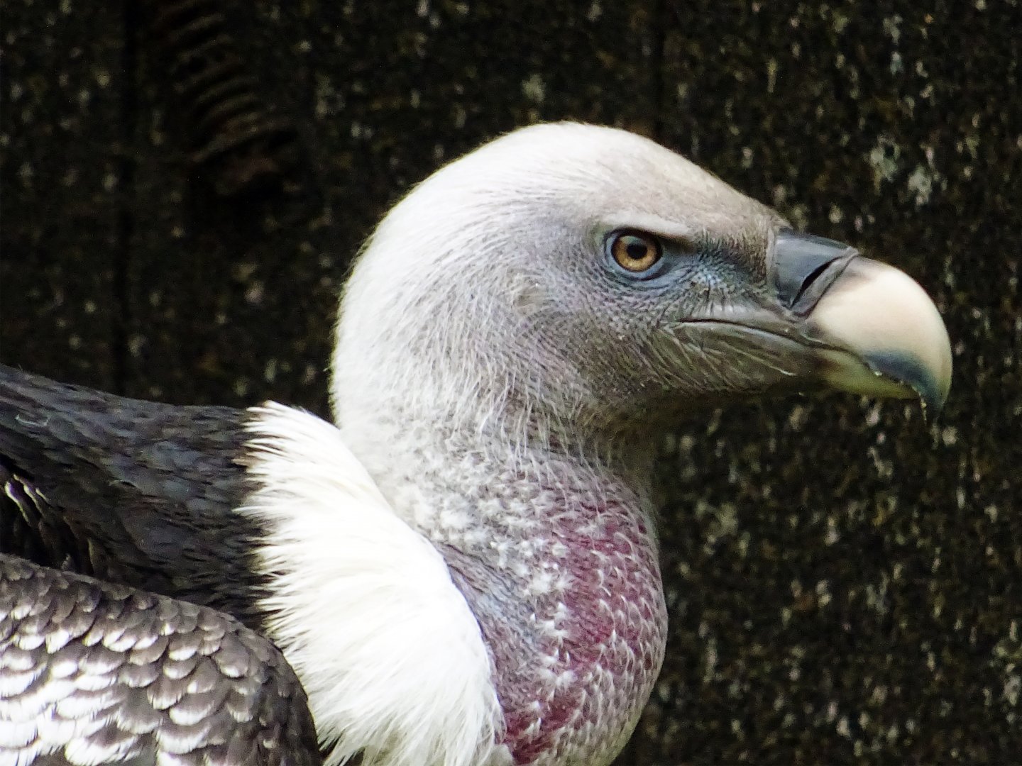 Griffon vulture