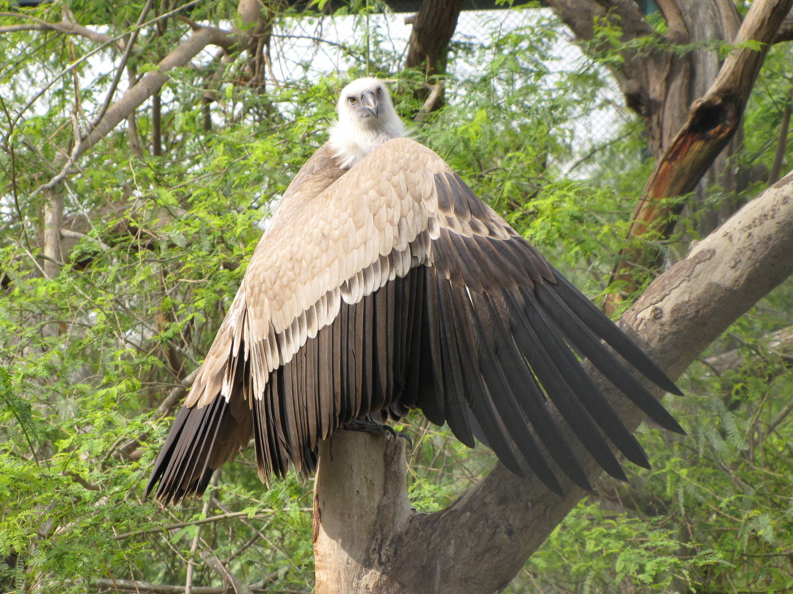griffon vulture