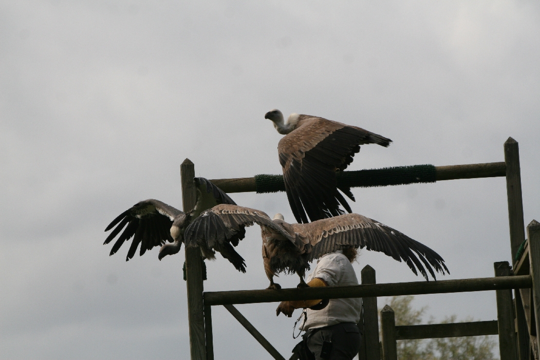 Griffon Vultures #2