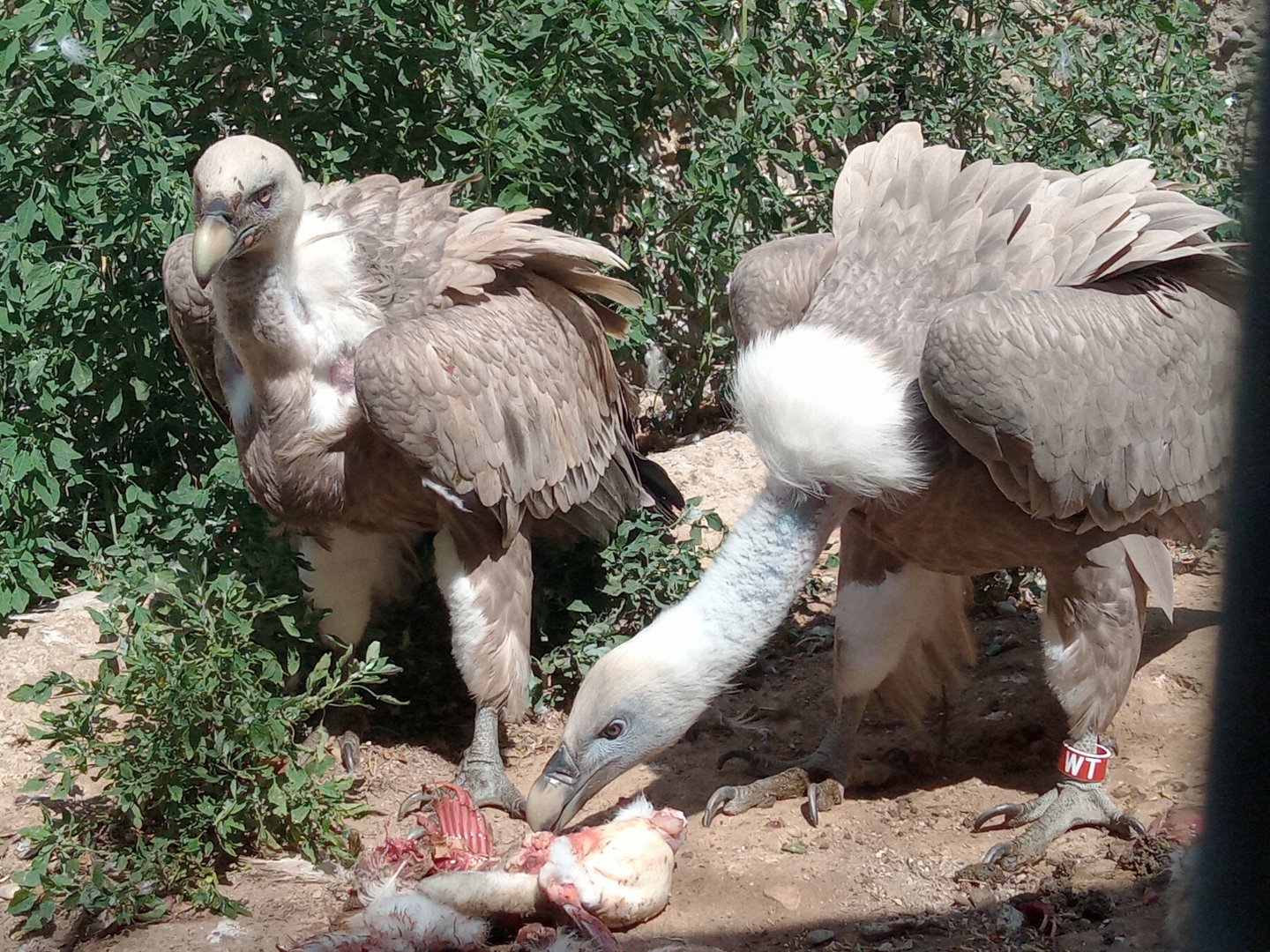 Griffon vultures (24-8-21)