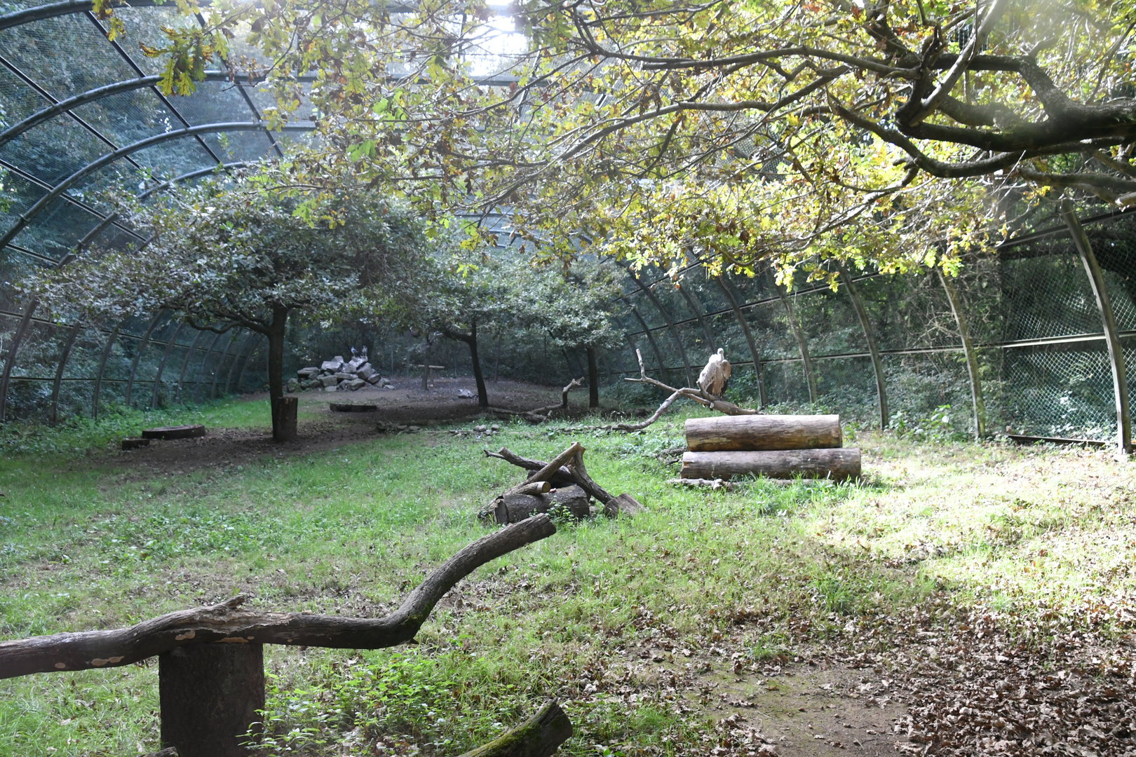 Griffon Vultures and Bonelli's Eagles Aviary
