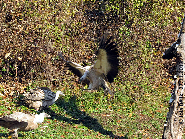 Griffon vultures at Zoo Hellbrunn Salzburg