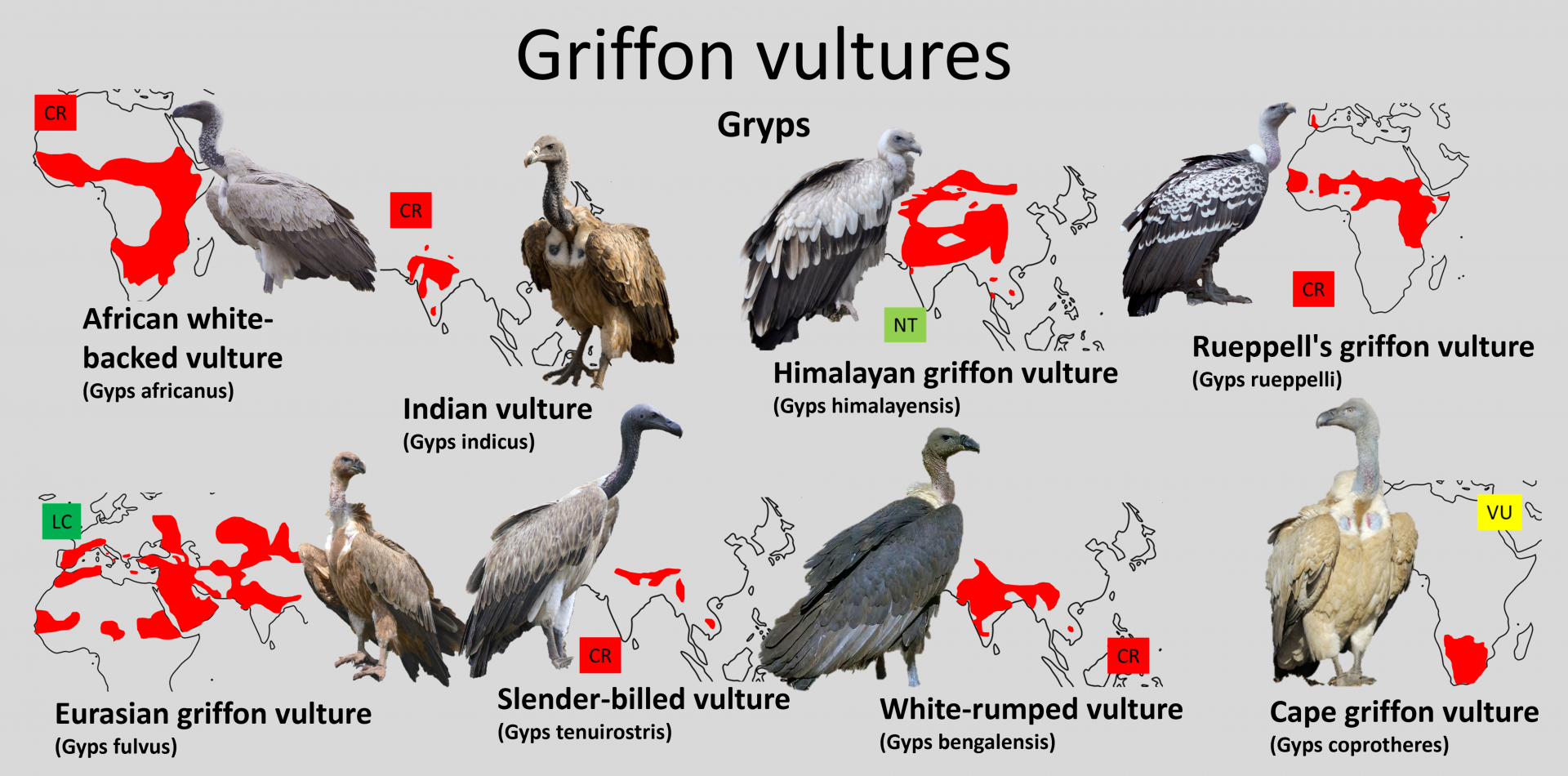 Griffon vultures distribution maps
