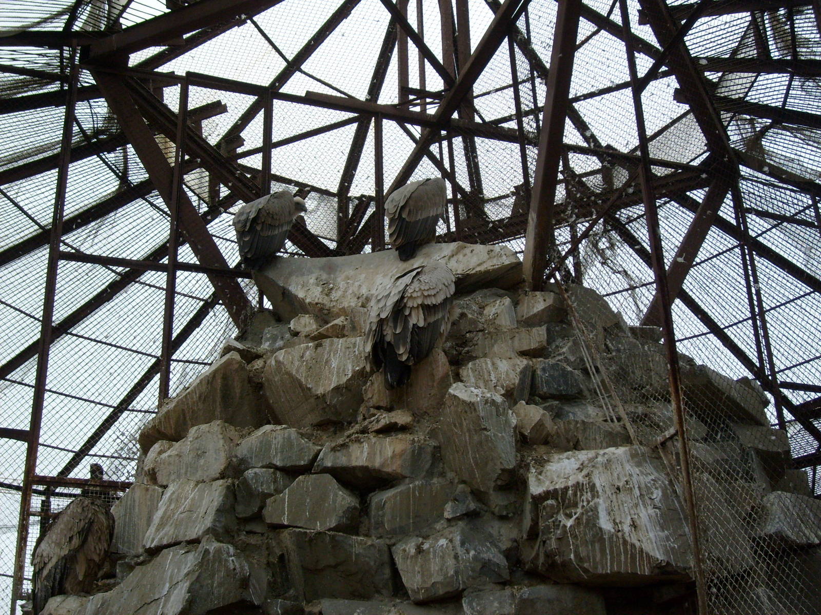 Griffon vultures exhibit