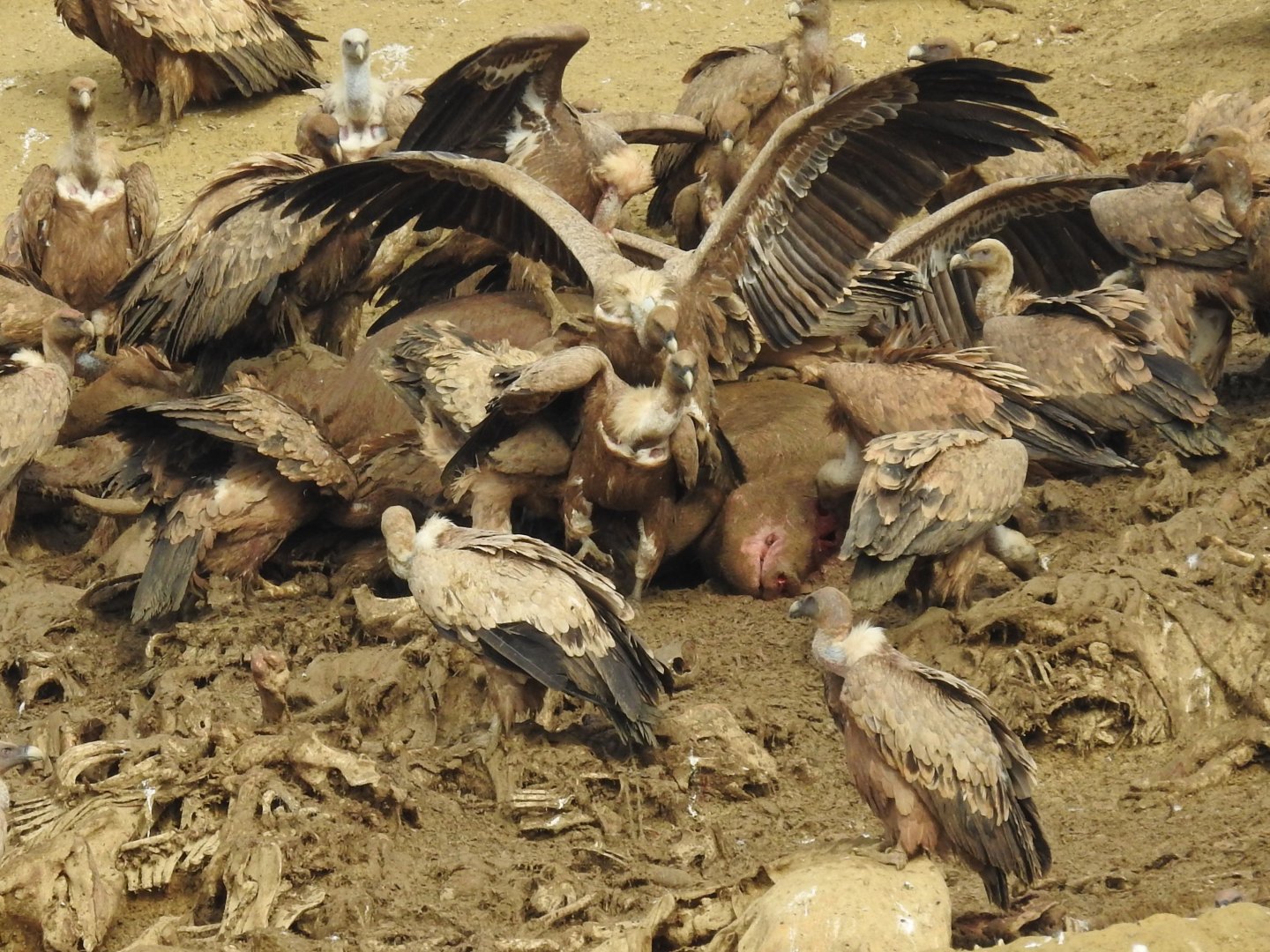 Griffon Vultures, feeding