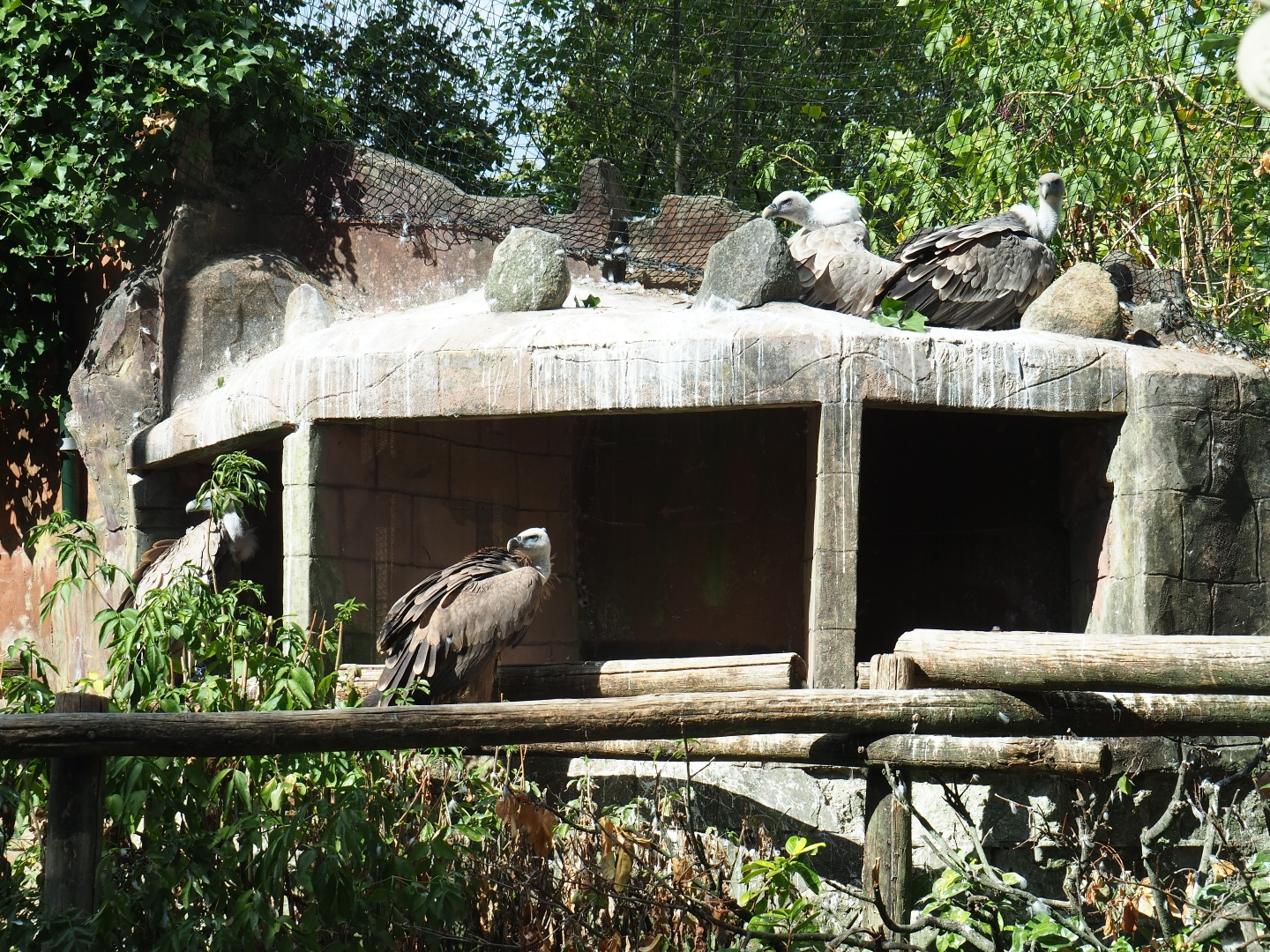Griffon vultures (Gyps fulvus) and nests