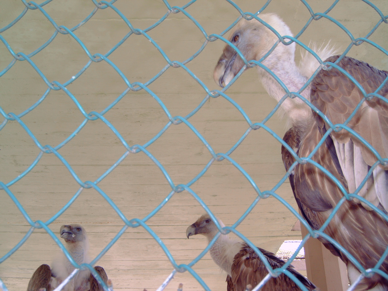 Griffon Vultures (Gyps fulvus)